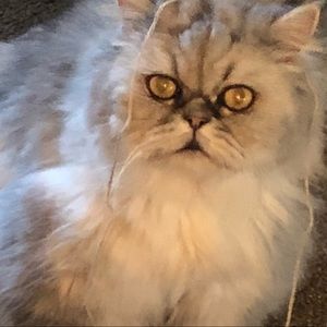 Meet your Posher, Allison